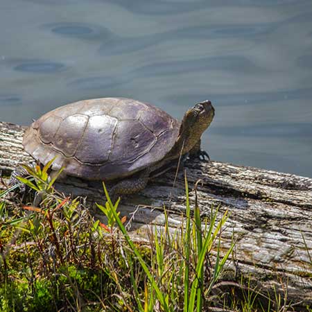 A Western pond turtle suns itself on a log by the water