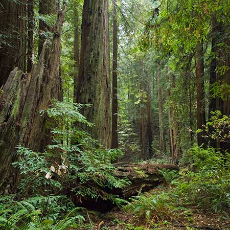 Coast Redwood Forests