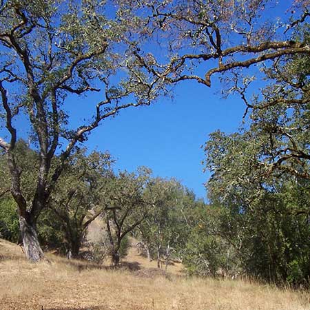 Open-canopy Oak Woodlands