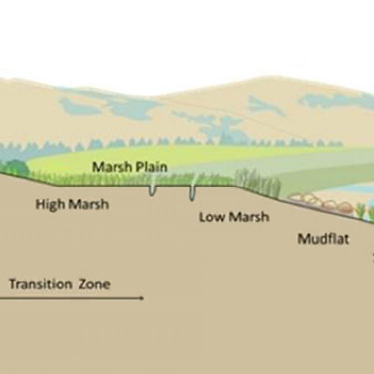 Diagram of a marsh