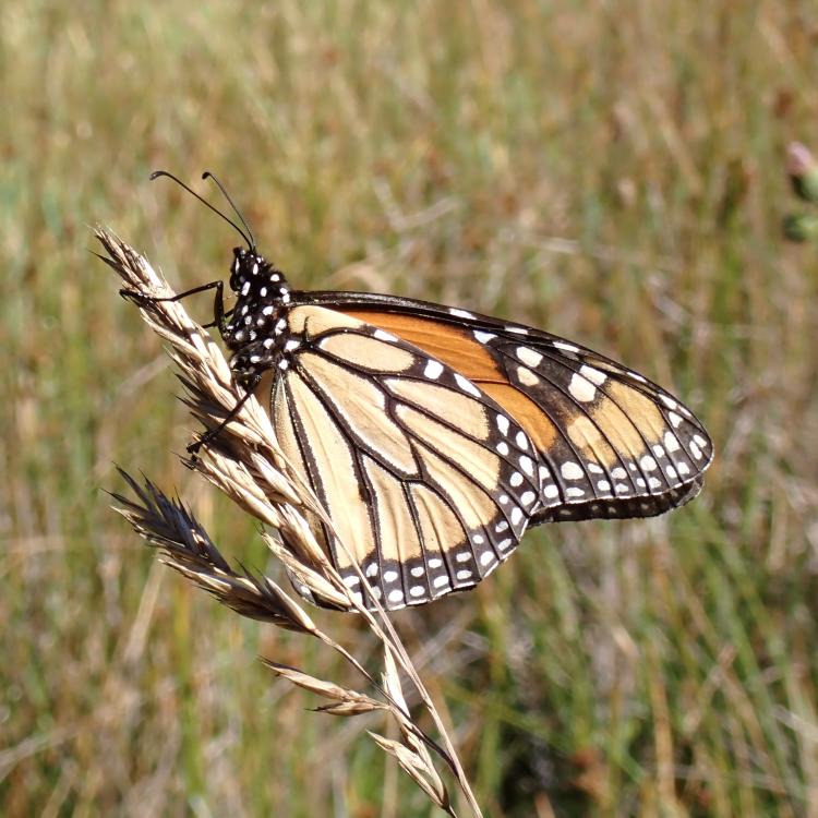 Adult monarch butterfly. Photo Credit: Nicole Parra/Parks Conservancy