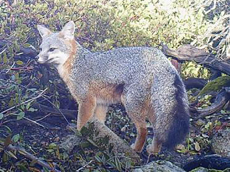 A gray and brown fox stands in a green forest background.