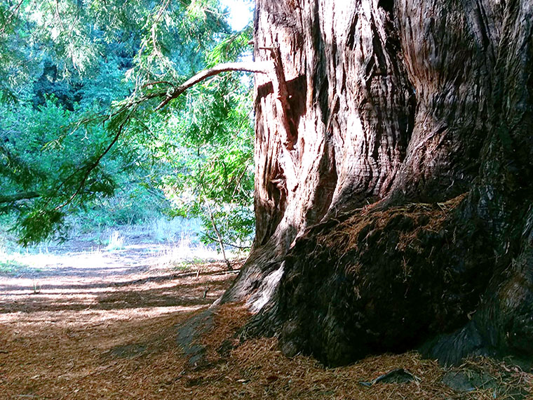 Roy's Redwoods