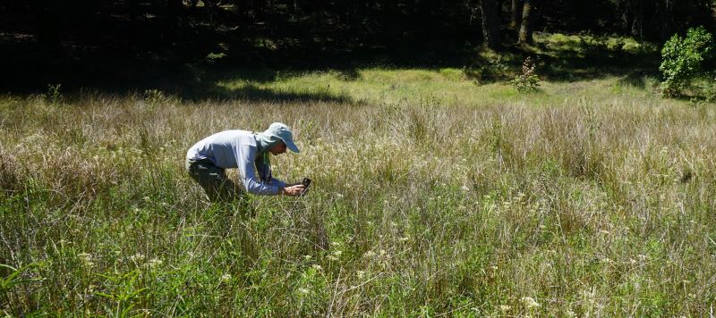 Spotting milkweed. Photo: Lisette Arellano / One Tam