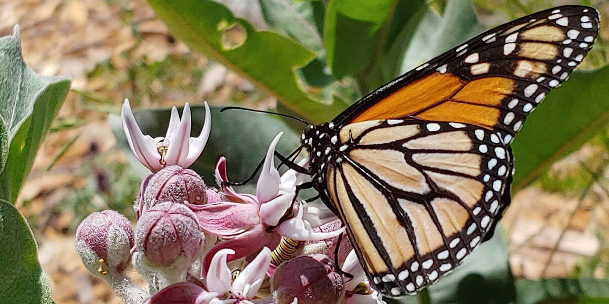 Monarch butterfly by johnisaacwhitaker via iNaturalist