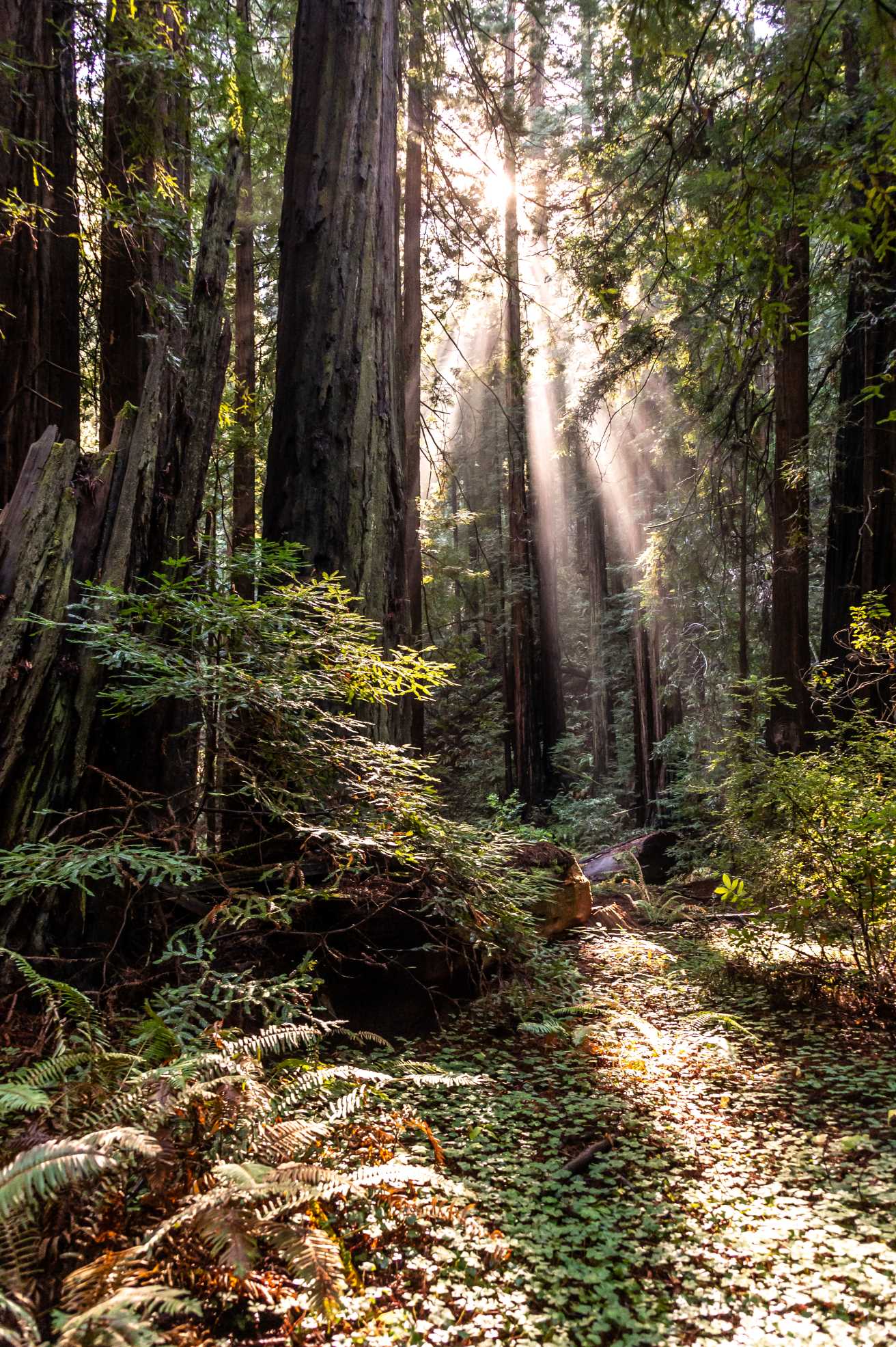 Sunshine peeking through redwoods, Muir Woods