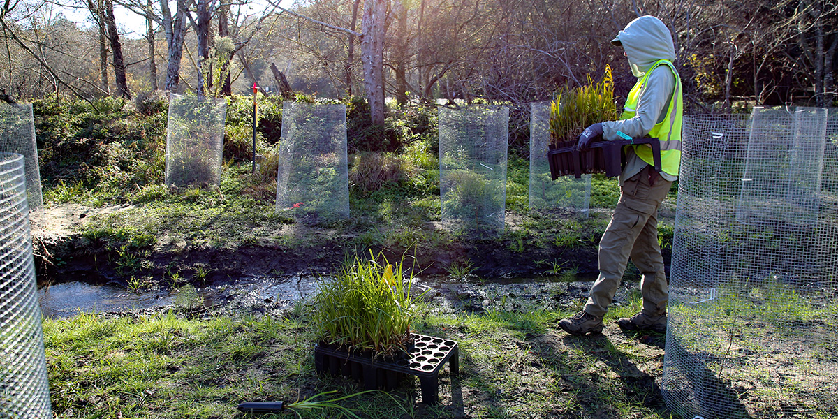 A person planting at Bolinas Wye.