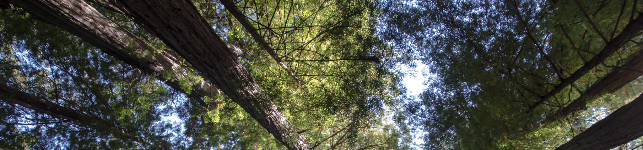 Redwood forest