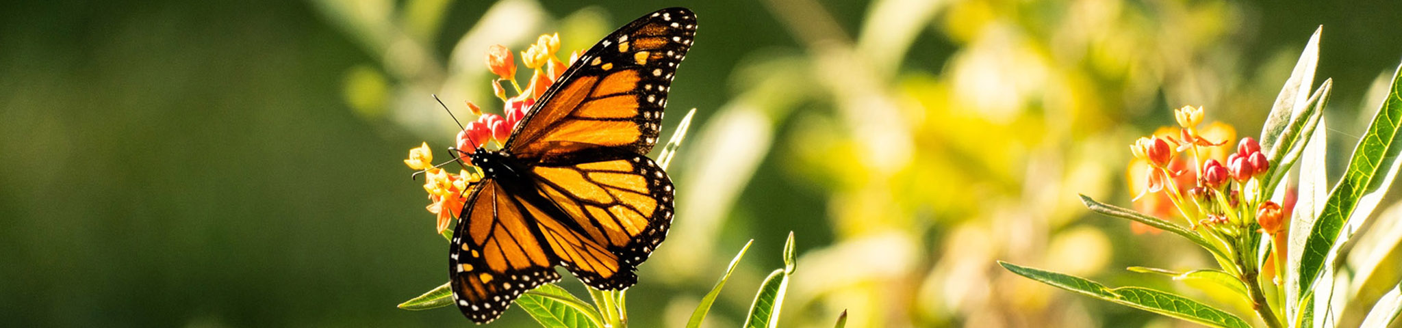 Monarch butterfly by iNaturalist user walshjo4