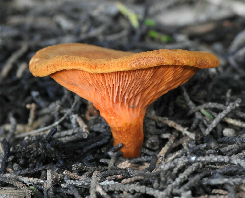 False chanterelle. Photo: David Greenberger