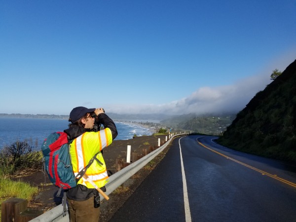 Photo: The EDRR team surveys the west side of Mt. Tam