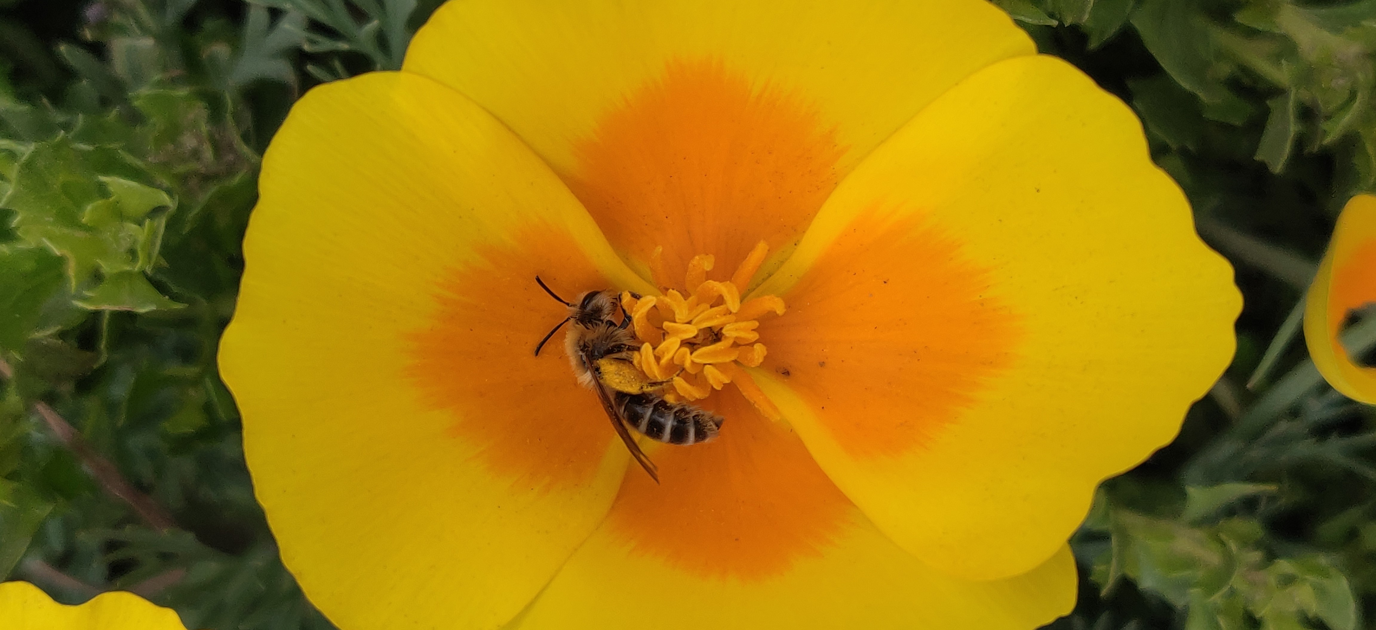 Abbotts Lagoon bee Sara Leon Guerrero