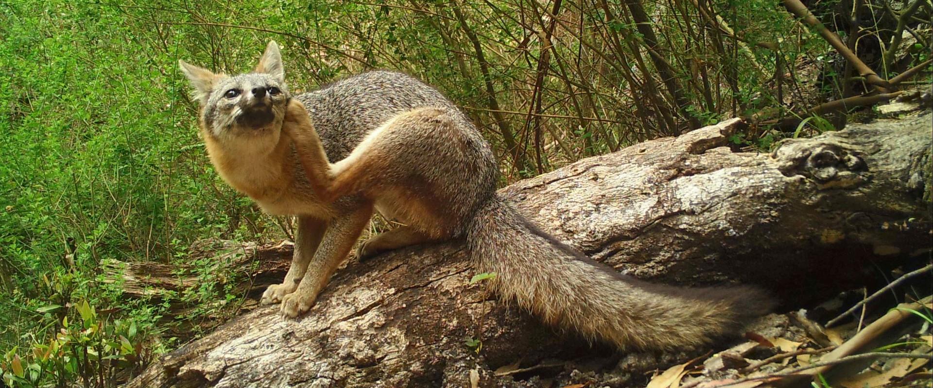 A light brown fox sits atop a log of similar color, against green vegetation.