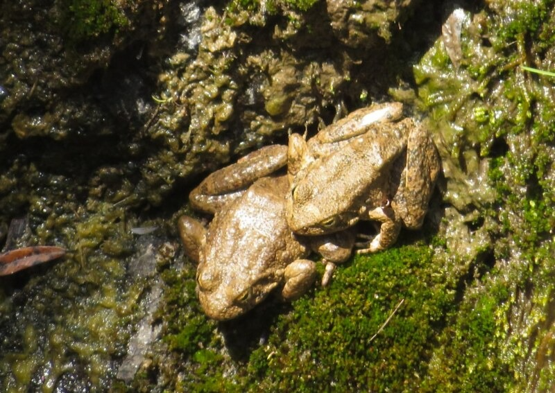 Two Foothill Yellow-Legged Frogs resting on a match of moss