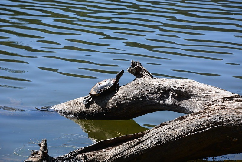 A Western Pond Turtle sun bathing on a log in a freshwater lake.