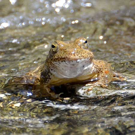 A foothill yellow legged frog raises his head from the water to have her portrait taken