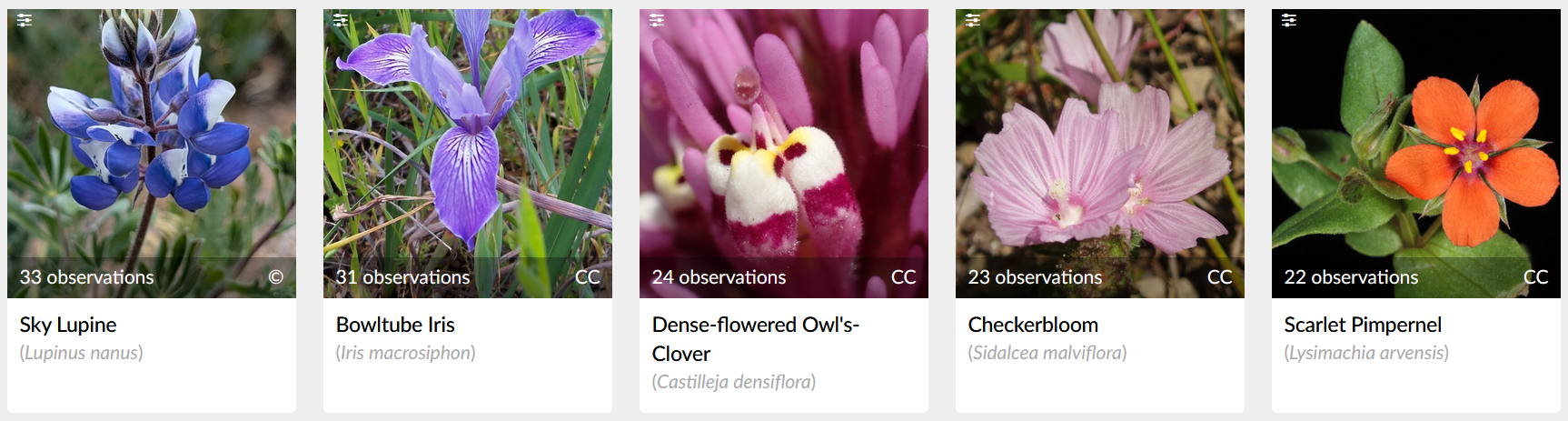 Five most observed species at the bioblitz - sky lupine, bowltube iris, dense-flowered owl's clover, checkerbloom, scarlet pimpernel.