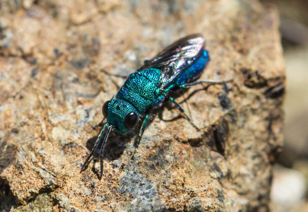 Nevin Cullen's iNat photo of a wasp captured in 2018