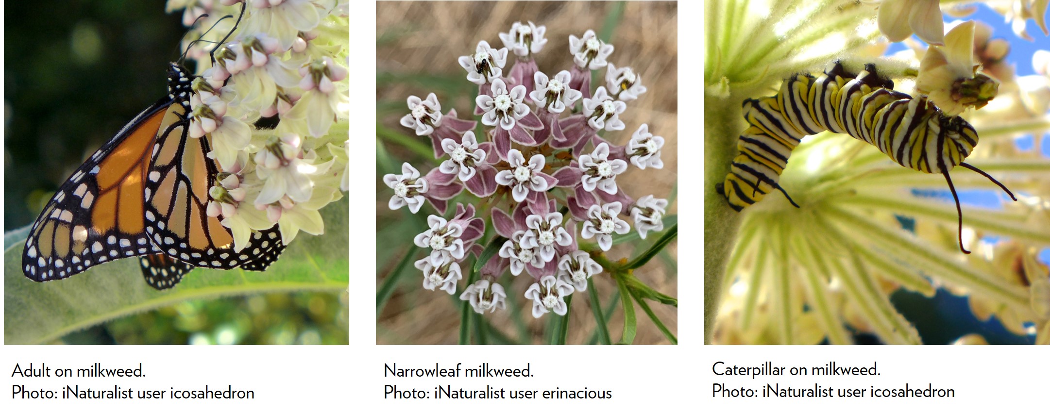 Three pictures in a row - first an orange and black monarch butterfly, second a group of pink milkweed flowers, and third a black, white and yellow striped caterpillar in the center of light green flower stems.