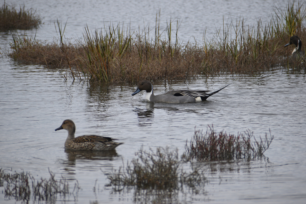 Two ducks, the lower with brown feathers and the upper grayish with a dark head, swim on gray water, amid green-brown clumps of grasses.
