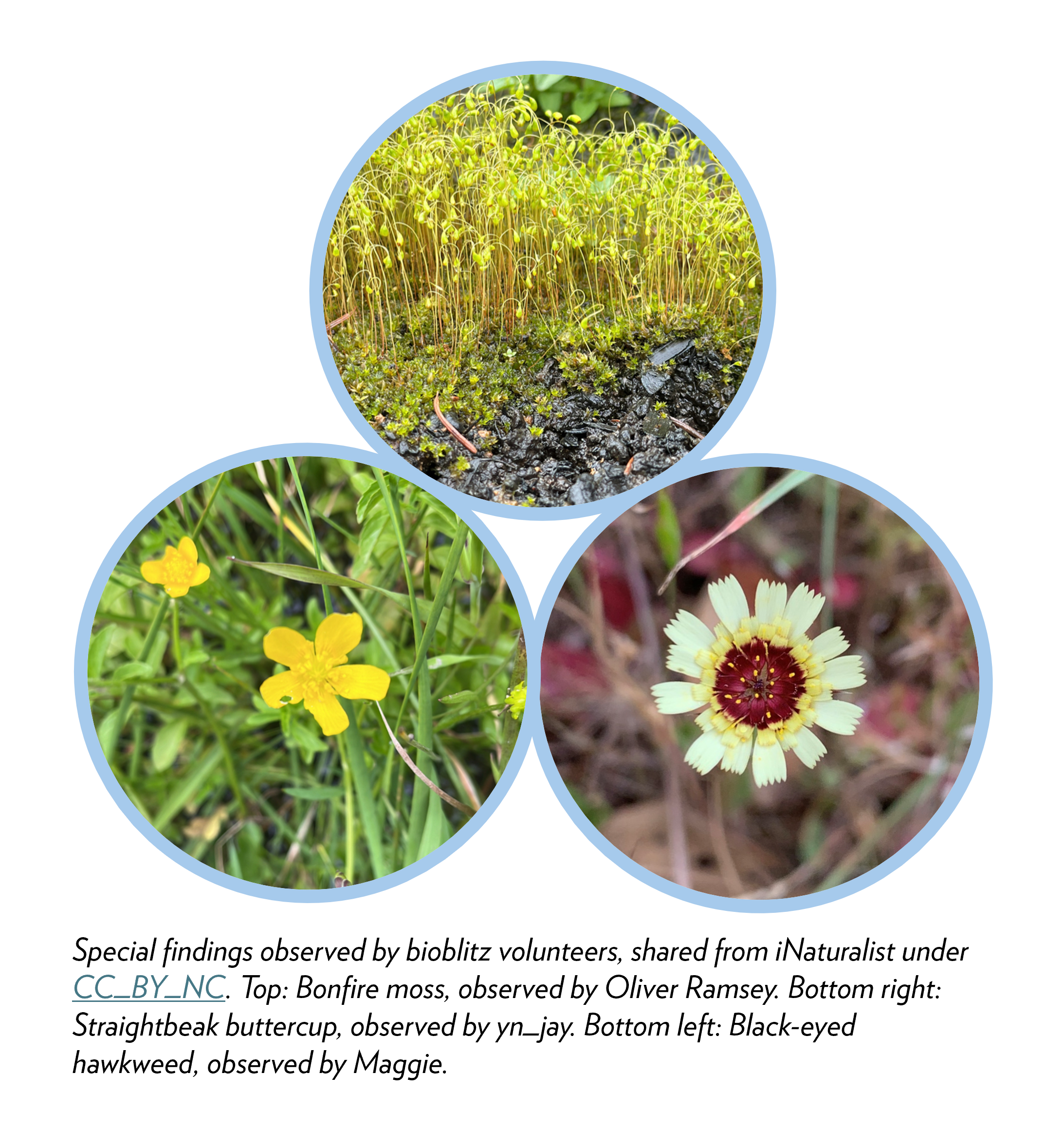 Special sightings from the bioblitz: bonfire moss, straighbeak buttercup, black-eyed hawkweed.
