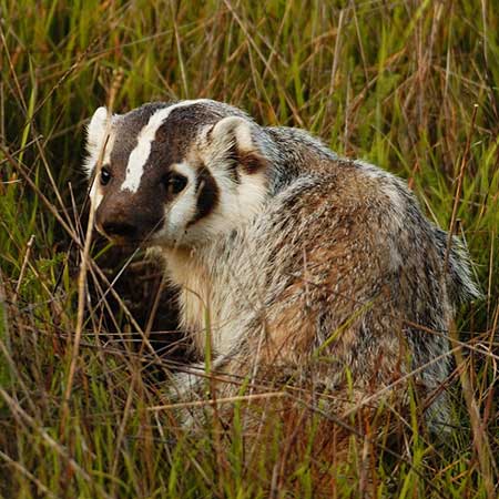 American Badger