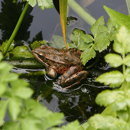 California Red-legged Frog