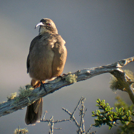 Shrubland Birds