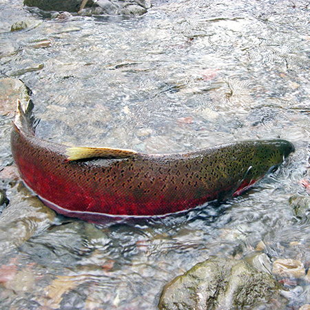 Coho Salmon in Lagunitas Creek