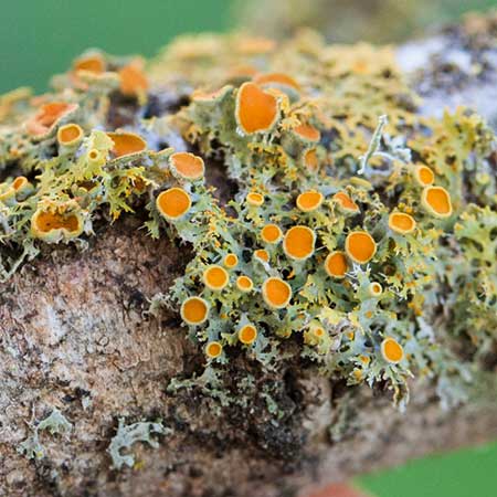 Lichen | Photo by Ken-ichi Ueda