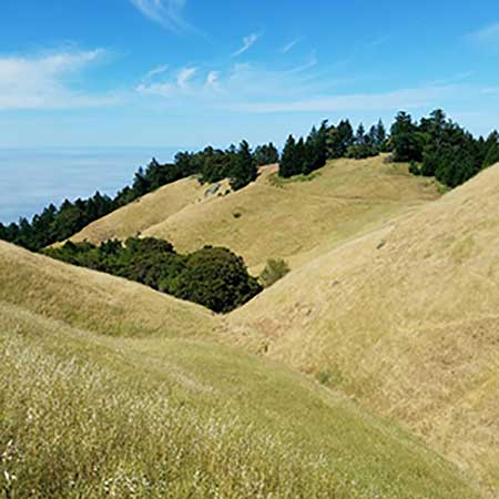 Grassland Communities