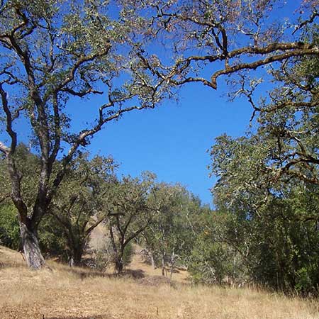 Oak Woodlands