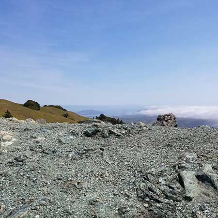 Serpentine Barren Endemics | Photo by Rachel Kesel/One Tam