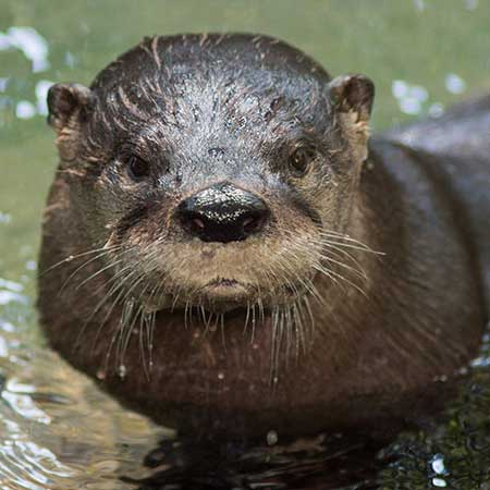 North American River Otter