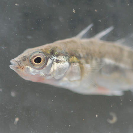 Threespine Stickleback