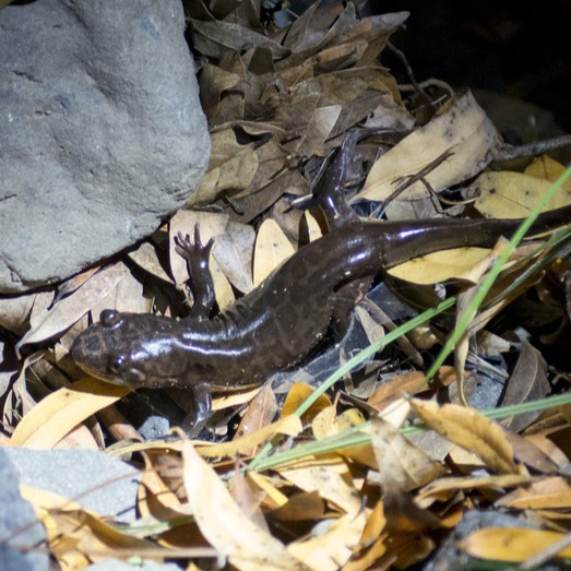 California Giant Salamander