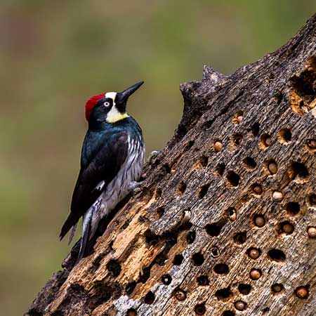 Oak Woodland Birds