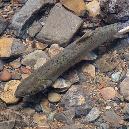 Coho Salmon in Redwood Creek