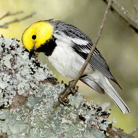 Conifer Forest Birds