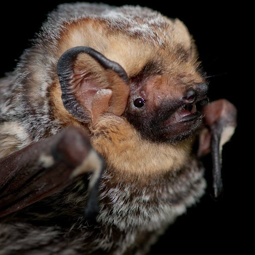 Hoary Bat