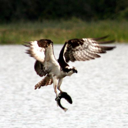 Osprey