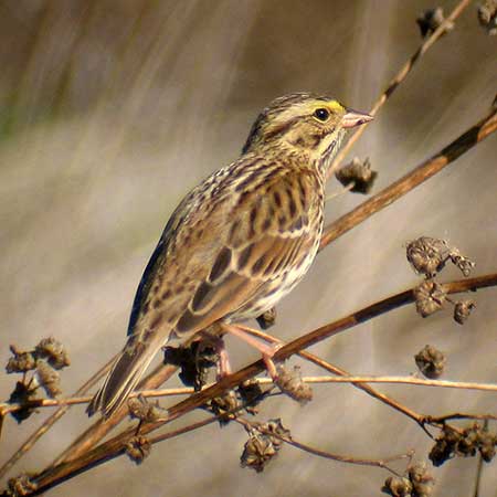 Grassland Birds