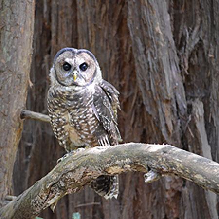 Northern Spotted Owl