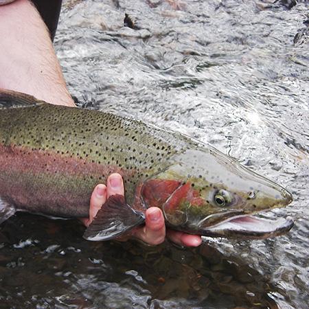 Steelhead Trout