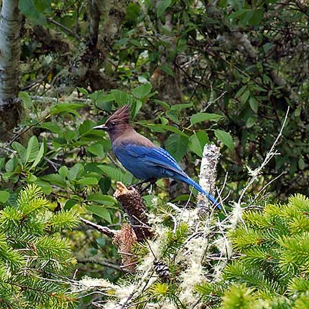 Steller's Jay, of Climate-vulnerable Birds | Photo by Charles Wohlers