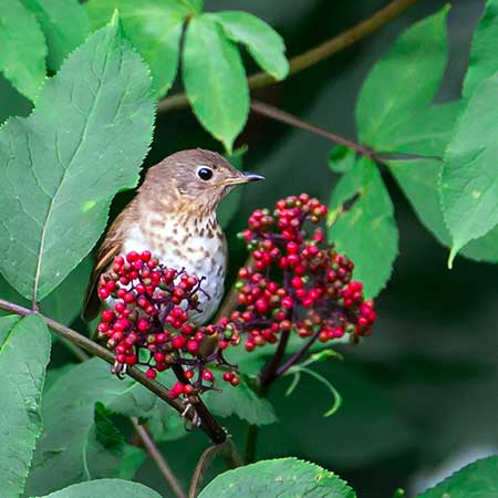 Swainson's thrush | Photo by Mick Thompson