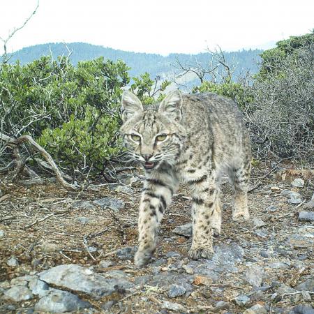 Bobcat