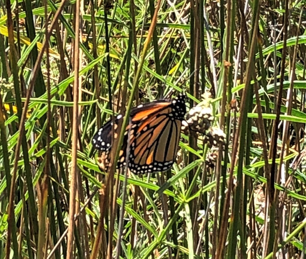 Orange and black monarch butterfly in the center of the photo perched on native milkweed, surrounded by green stems.