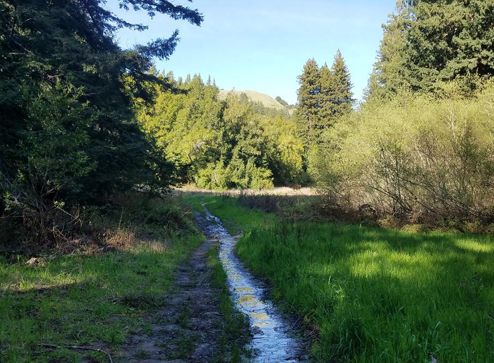Flooded trail through a meadow, with views of redwoods on the far side