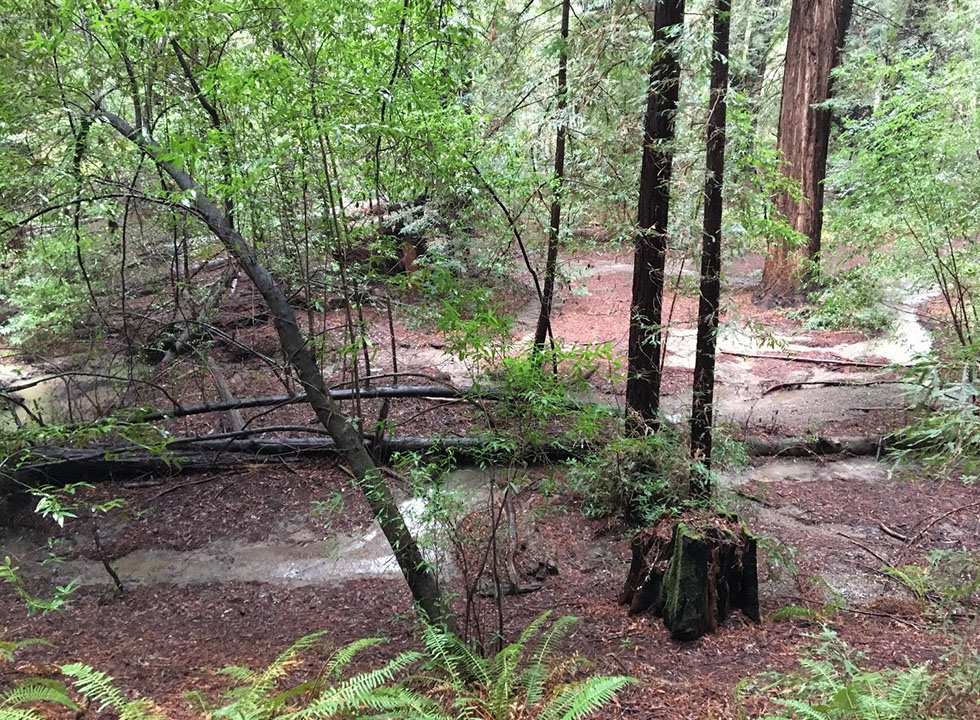 Several shallow creek channels join a slightly larger creek channel flowing through the forest